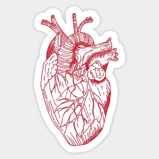 Just an anatomical heart Sticker